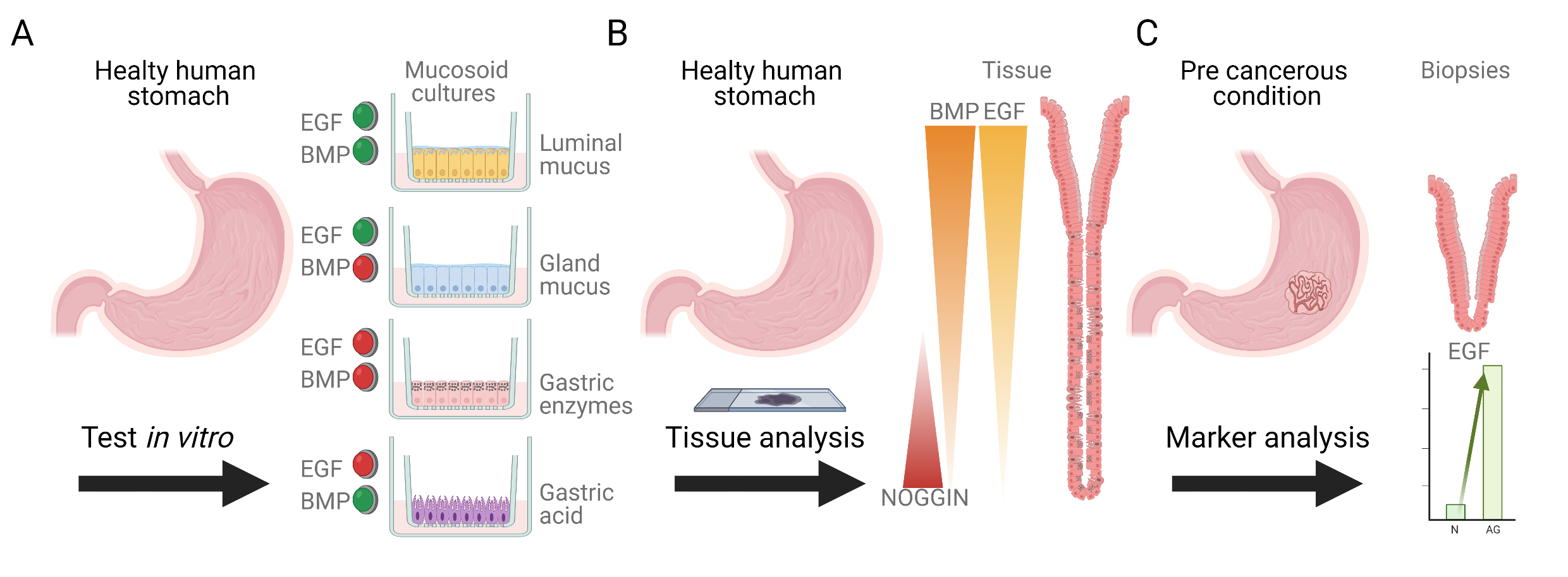 The three main outcomes from the recent paper in the Gastroenterology journal. See main text for details.