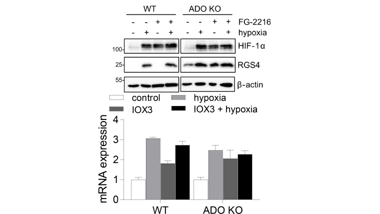 Immunoblots and histograms representing wild type and ADO knock out experiments.