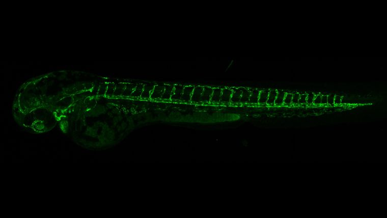 Fluorescence microscopy image of a zebrafish embryo