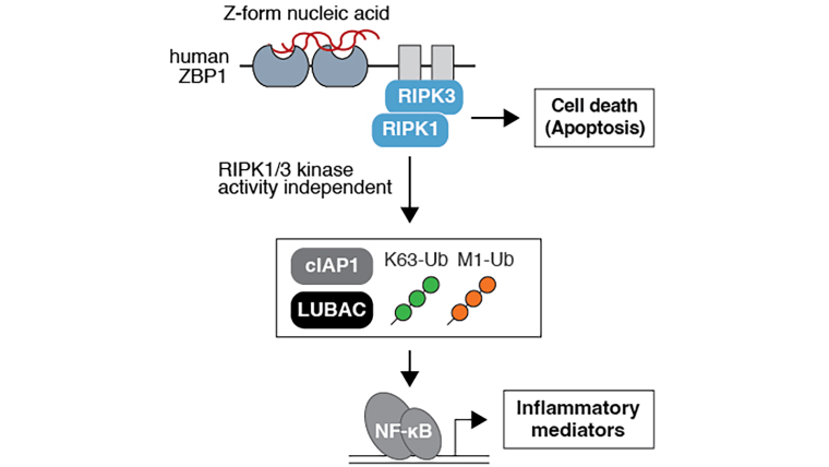 ZPB1 protein is activated by nucleic acids in the cytosol, subsequently forming a complex with scaffolding proteins RIPK3 and RIPK1. This complex can lead to cell death by apoptosis, or an alternative inflammatory pathway which is mediated by ubiquitination. This inflammatory pathway ultimately leads to the release of inflammatory mediators.