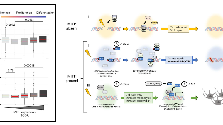 Figure 1A and Figure 7 of the full article showing the changes of the MITF interactome upon DNA damage.