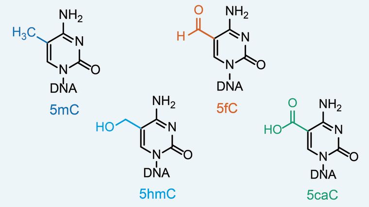 The chemical structures of the four modified cytosine bases in DNA: 5mC, 5hmC, 5fC and 5caC