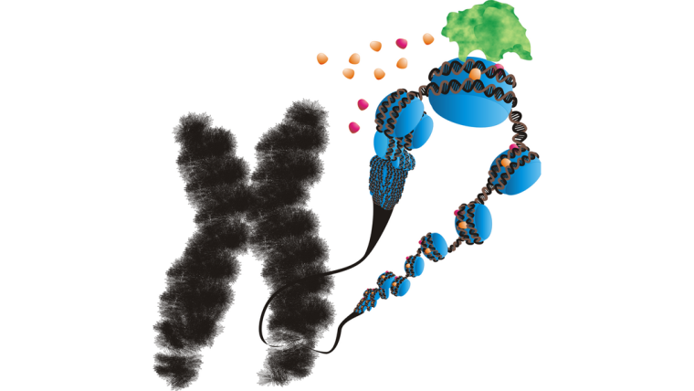 Artistic representation of a chromosome with a zoomed-in view of a looped-out segment of chromatin. DNA is wrapped around central cores of proteins like beads on a string. These core proteins are modified by an enzyme depositing coloured spheres represented the chemical modifications.