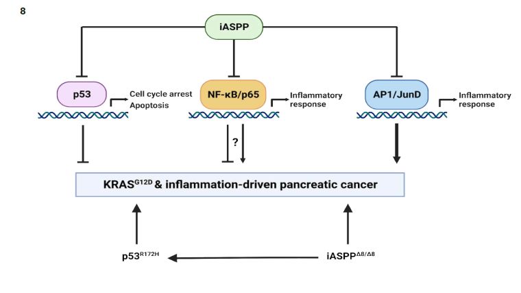 Schematic representation of the tumour suppressive role of iASPP in PC. The diagram represents inhibition and driving roles of iASPP.