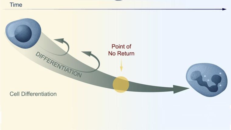 Differentiation of a self-renewing cell past the point of no return to a mature cell.