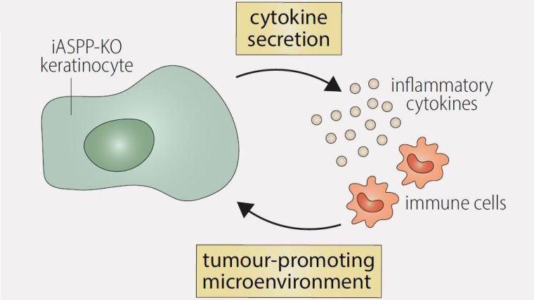 iASPP-KO keratinocyte secretes inflammatory cytokines to create a tumour-promoting environment