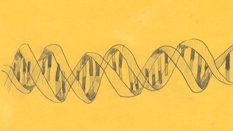 A pencil drawing of the double helix structure of DNA  (illustrative only)