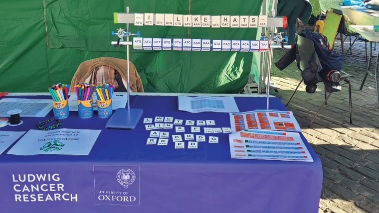 Table set up showing the decoding sentence game described in the news story. A set of rotatable blocks each displaying DNA codons are threaded on a tube and a magnetic board above with the corresponding amino acid letter to the codon spells out the sentence. By rotating the blocks, the participant can change the sentence letter by letter to see how a mutation may affect a coding gene.